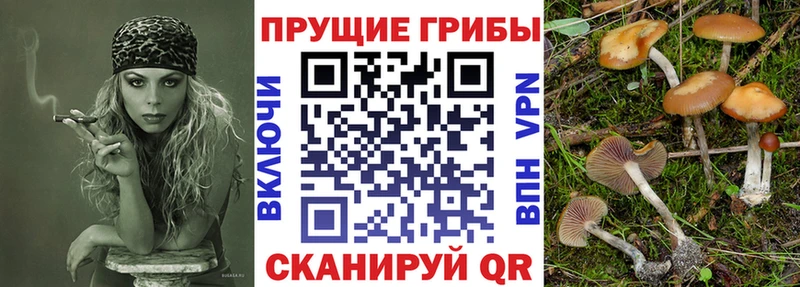 Псилоцибиновые грибы мицелий Мещовск